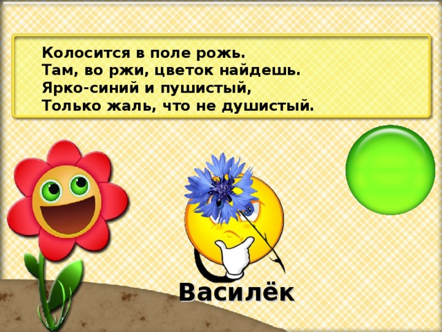 Колосится в поле рожь. Там, во ржи, цветок найдешь. Ярко-синий и пушистый, Только жаль, что не душистый. Василёк