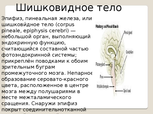 Шишковидное тело Эпифиз, пинеальная железа, или шишкови́дное тело (corpus pineale, epiphysis cerebri) — небольшой орган, выполняющий эндокринную функцию, считающийся составной частью фотоэндокринной системы; прикреплён поводками к обоим зрительным буграм промежуточного мозга. Непарное образование серовато-красного цвета, расположенное в центре мозга между полушариями в месте межталамического сращения. Снаружи эпифиз покрыт соединительнотканной капсулой, от которой внутрь железы отходят трабекулы, разделяющие её на дольки. Вырабатывает гормоны мелатонин, серотонин и адреногломерулотропин.