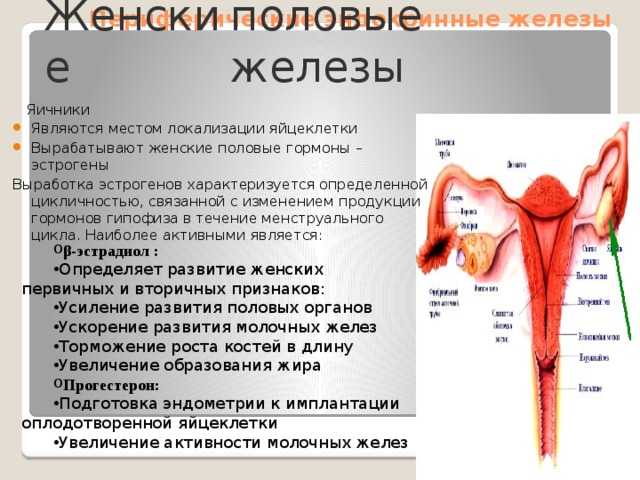 Периферические эндокринные железы Женские половые железы  Яичники Являются местом локализации яйцеклетки Вырабатывают женские половые гормоны – эстрогены Выработка эстрогенов характеризуется определенной цикличностью, связанной с изменением продукции гормонов гипофиза в течение менструального цикла. Наиболее активными является: β-эстрадиол : Определяет развитие женских первичных и вторичных признаков: Усиление развития половых органов Ускорение развития молочных желез Торможение роста костей в длину Увеличение образования жира Прогестерон: Подготовка эндометрии к имплантации оплодотворенной яйцеклетки Увеличение активности молочных желез