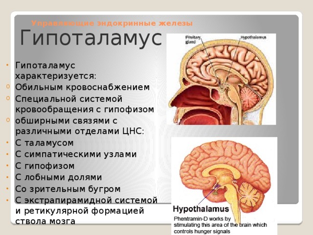 Управляющие эндокринные железы Гипоталамус