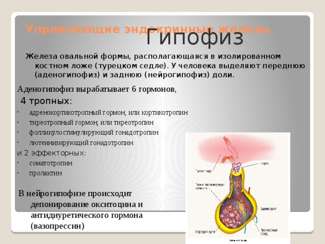 Управляющие эндокринные железы Гипофиз Железа овальной формы, располагающаяся в изолированном костном ложе (турецком седле). У человека выделяют переднюю (аденогипофиз) и заднюю (нейрогипофиз) доли. Аденогипофиз вырабатывает 6 гормонов,  4 тропных: адренокортикотропный гормон, или кортикотропин тиреотропный гормон, или тиреотропин фолликулостимулирующий гонадотропин лютеинизирующий гонадотропин и 2 эффекторных: соматотропин пролактин В нейрогипофизе происходит депонирование окситоцина и антидиуретического гормона (вазопрессин)