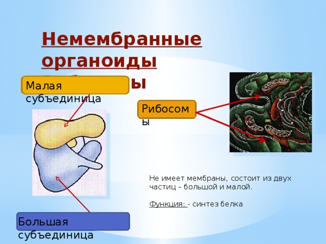 Немембранные органоиды Рибосомы Малая субъединица Рибосомы Не имеет мембраны, состоит из двух частиц – большой и малой. Функция: - синтез белка Большая субъединица