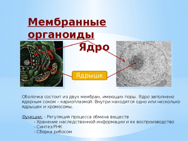Мембранные органоиды Ядро Ядрышко Оболочка состоит из двух мембран, имеющих поры. Ядро заполнено ядерным соком – кариоплазмой. Внутри находятся одно или несколько ядрышек и хромосомы. Функции: - Регуляция процесса обмена веществ   - Хранение наследственной информации и ее воспроизводство   - Синтез РНК   - Сборка рибосом