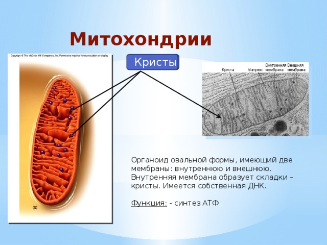 Митохондрии Кристы Органоид овальной формы, имеющий две мембраны: внутреннюю и внешнюю. Внутренняя мембрана образует складки – кристы. Имеется собственная ДНК. Функция: - синтез АТФ