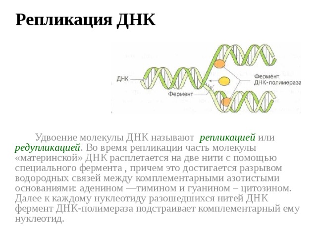 Процесс разрезания молекулы днк. Ферменты репликации ДНК таблица. Репликация РНК ферменты. Ферменты редупликации ДНК. Репликация ДНК ферменты участвующие в репликации ДНК.