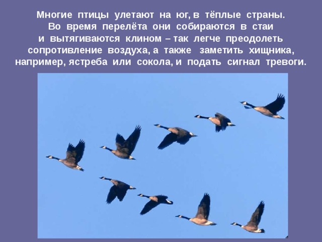 Многие птицы улетают на юг, в тёплые страны.  Во время перелёта они собираются в стаи  и вытягиваются клином – так легче преодолеть сопротивление воздуха, а также заметить хищника, например, ястреба или сокола, и подать сигнал тревоги.