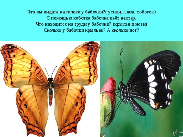 Что вы видите на голове у бабочки?( усики, глаза, хоботок)  С помощью хоботка бабочка пьёт нектар.  Что находится на груди у бабочки? (крылья и ноги)  Сколько у бабочки крыльев? А сколько ног?