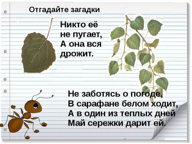 Отгадайте загадки Никто её не пугает,  А она вся дрожит. Не заботясь о погоде,  В сарафане белом ходит,  А в один из теплых дней  Май сережки дарит ей. 10