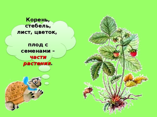 Корень, стебель, лист, цветок, плод с семенами – части растения .