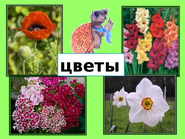 цветы