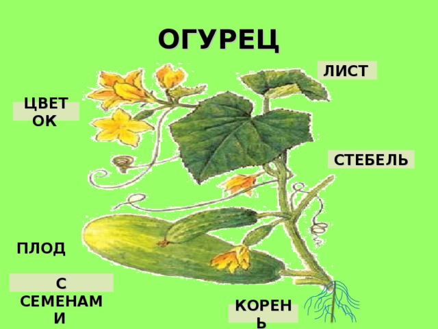 ОГУРЕЦ ЛИСТ  ЦВЕТОК  СТЕБЕЛЬ  ПЛОД С СЕМЕНАМИ  КОРЕНЬ