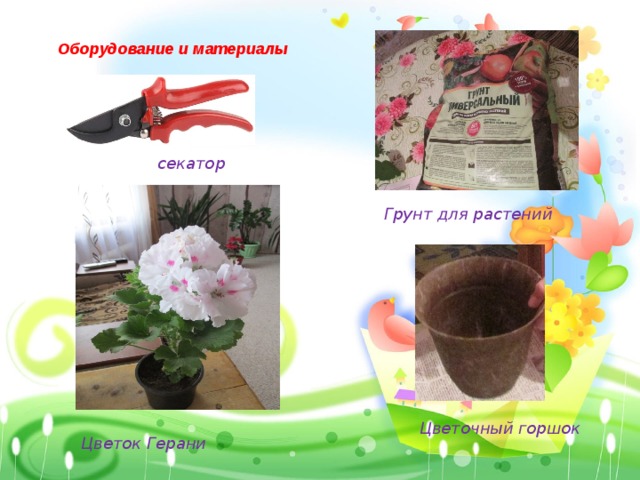 Оборудование и материалы  секатор Грунт для растений Цветочный горшок Цветок Герани