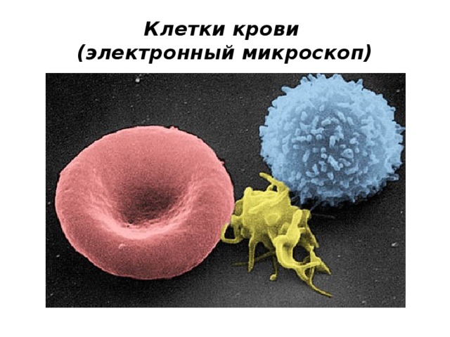 Клетки крови  (электронный микроскоп)