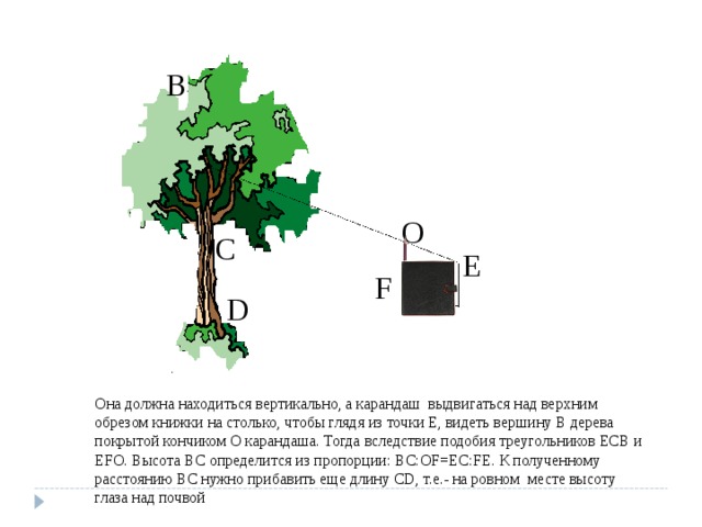 B O C E F D Она должна находиться вертикально, а карандаш выдвигаться над верхним обрезом книжки на столько, чтобы глядя из точки Е, видеть вершину В дерева покрытой кончиком О карандаша. Тогда вследствие подобия треугольников ЕСВ и ЕFО. Высота ВС определится из пропорции: BC:OF=EC:FE. К полученному расстоянию ВС нужно прибавить еще длину CD, т.е.- на ровном месте высоту глаза над почвой