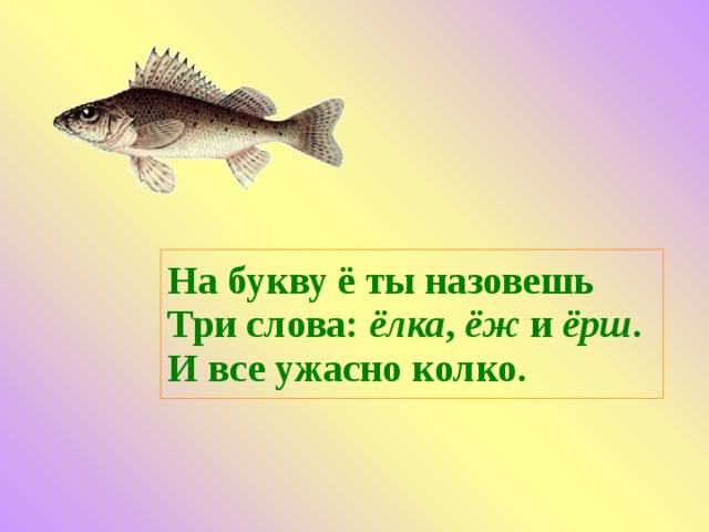 На букву ё ты назовешь  Три слова: ёлка , ёж и ёрш .  И все ужасно колко.