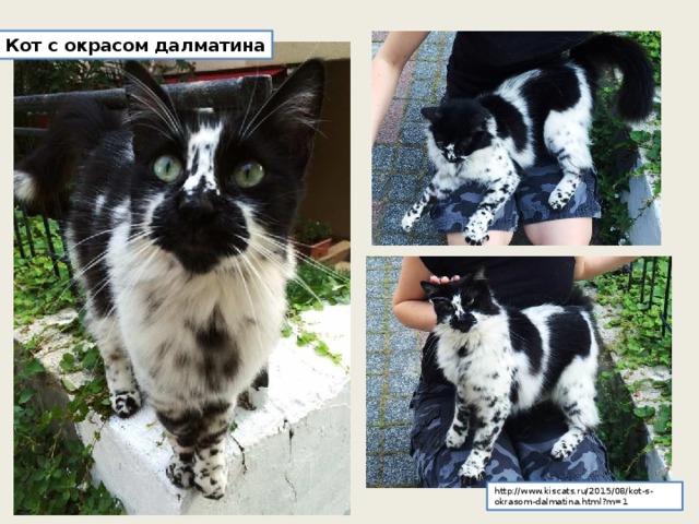 Кот с окрасом далматина http://www.kiscats.ru/2015/08/kot-s-okrasom-dalmatina.html?m=1