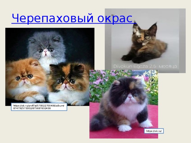Черепаховый окрас кота https://ok.ru/profile/570022700406/album/874792573302/875687832438 https://ok.ru/