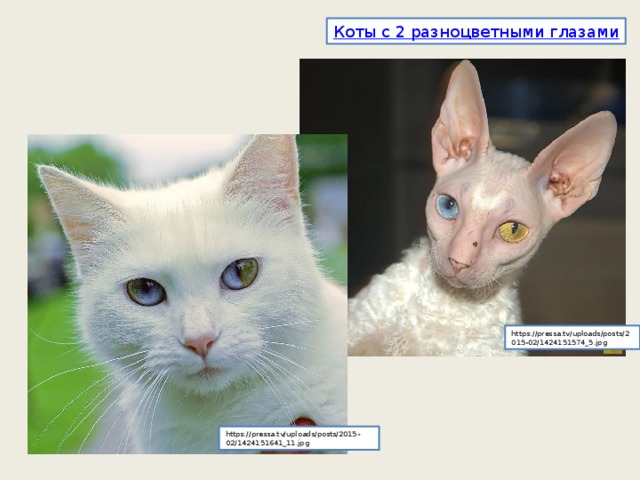 Коты с 2 разноцветными глазами https://pressa.tv/uploads/posts/2015-02/1424151574_5.jpg https://pressa.tv/uploads/posts/2015-02/1424151641_11.jpg