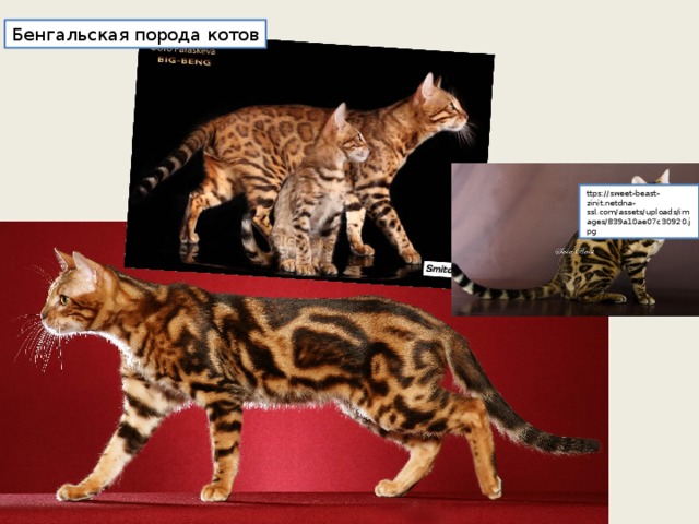 Бенгальская порода котов ttps://sweet-beast-zinit.netdna-ssl.com/assets/uploads/images/839a10ae07c30920.jpg