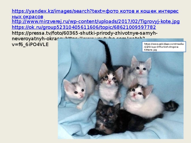 https://yandex.kz/images/search?text=фото котов и кошек интересных окрасов http://www.mirzverej.ru/wp-content/uploads/2017/02/Tigrovyj-kote.jpg https://ok.ru/group52310405611606/topic/68621009597782 https://pressa.tv/foto/60365-shutki-prirody-zhivotnye-samyh-neveroyatnyh-okrasovhttps://www.youtube.com/watch?v=f6_6iPO4VLE https://www.askideas.com/media/22/Group-Of-Turkish-Angora-Kittens.jpg
