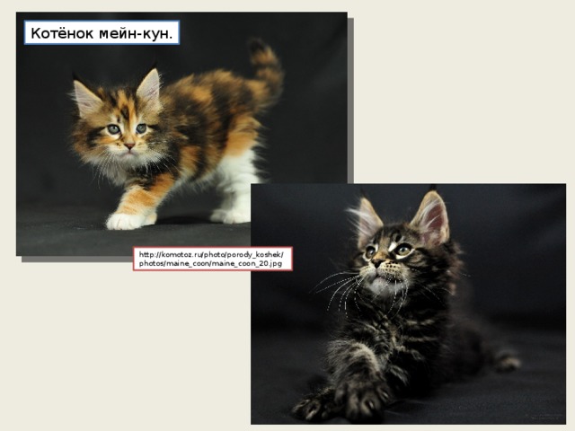 Котёнок мейн-кун. http://komotoz.ru/photo/porody_koshek/photos/maine_coon/maine_coon_20.jpg