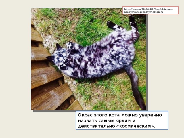 https://xoxo.ru/2017/02/17/top-10-kotov-s-neobychnym-prirodnym-okrasom/ Окрас этого кота можно уверенно назвать самым ярким и действительно «космическим».