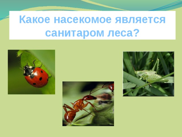 Какое насекомое является санитаром леса?
