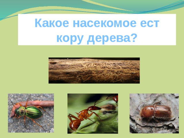 Какое насекомое ест кору дерева?