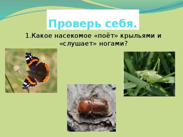 Проверь себя. 1.Какое насекомое «поёт» крыльями и «слушает» ногами?