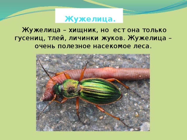 Жужелица.  Жужелица – хищник, но ест она только гусениц, тлей, личинки жуков. Жужелица – очень полезное насекомое леса.