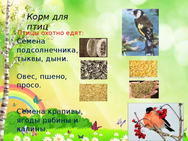 Корм для птиц Птицы охотно едят: Семена подсолнечника, тыквы, дыни. Овес, пшено, просо. Семена крапивы, ягоды рябины и калины.