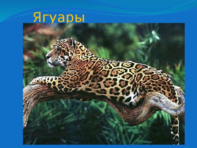 Ягуары