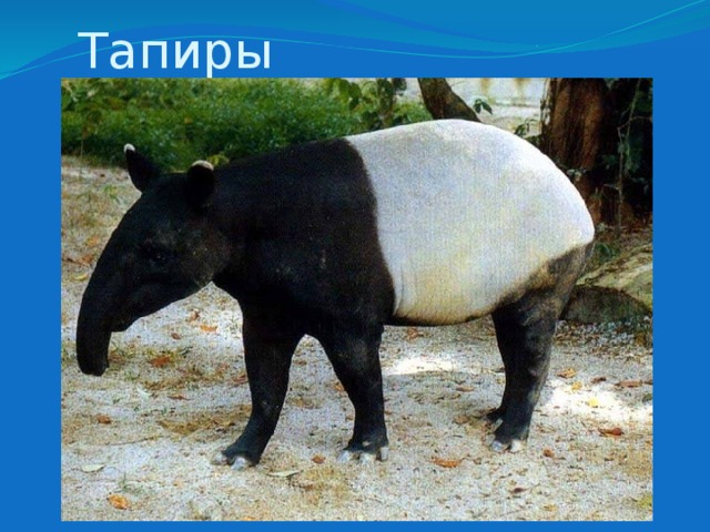 Тапиры