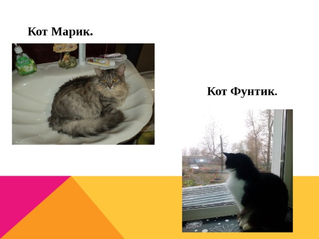 Кот Марик. Кот Фунтик .