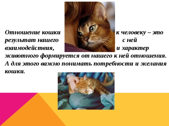 Отношение кошки к человеку – это результат нашего с ней взаимодействия, и характер животного формируется от нашего к ней отношения. А для этого важно понимать потребности и желания кошки.