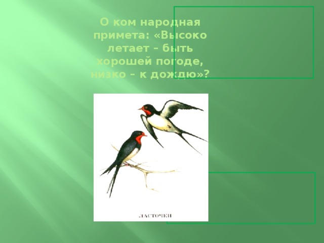 О ком народная примета: «Высоко летает – быть хорошей погоде, низко – к дождю»?