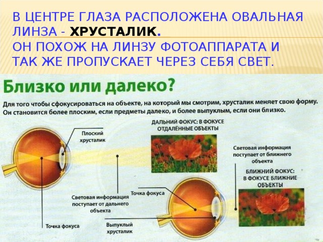 В ЦЕНТРЕ ГЛАЗА РАСПОЛОЖЕНА ОВАЛЬНАЯ ЛИНЗА - ХРУСТАЛИК .  ОН ПОХОЖ НА ЛИНЗУ ФОТОАППАРАТА И ТАК ЖЕ ПРОПУСКАЕТ ЧЕРЕЗ СЕБЯ СВЕТ.