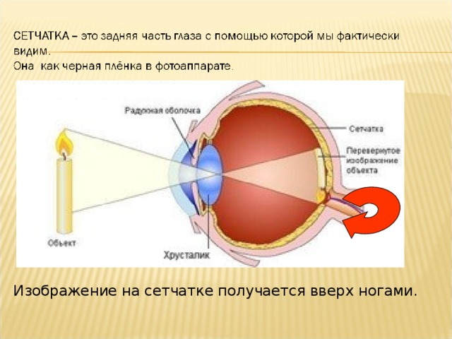 Изображение на сетчатке получается вверх ногами.