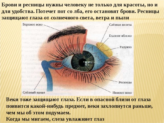 Брови и ресницы нужны человеку не только для красоты, но и для удобства. Потечет пот со лба, его остановят брови. Ресницы защищают глаза от солнечного света, ветра и пыли Веки тоже защищают глаза. Если в опасной близи от глаза появится какой-нибудь предмет, веки захлопнутся раньше, чем мы об этом подумаем. Когда мы мигаем, слеза увлажняет глаз