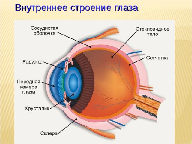 Внутреннее строение глаза