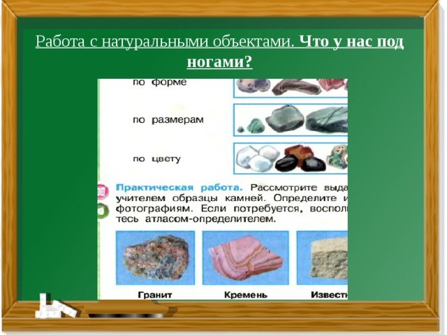 Что объединяет и в чем различие биологических объектов изображенных на рисунке