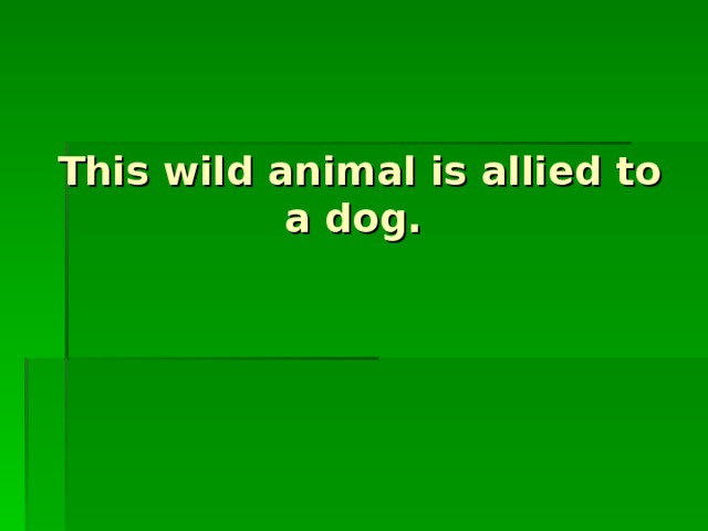 This wild animal is allied to a dog.