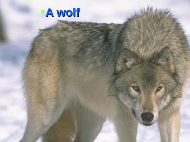 A wolf A wolf A wolf A wolf A wolf