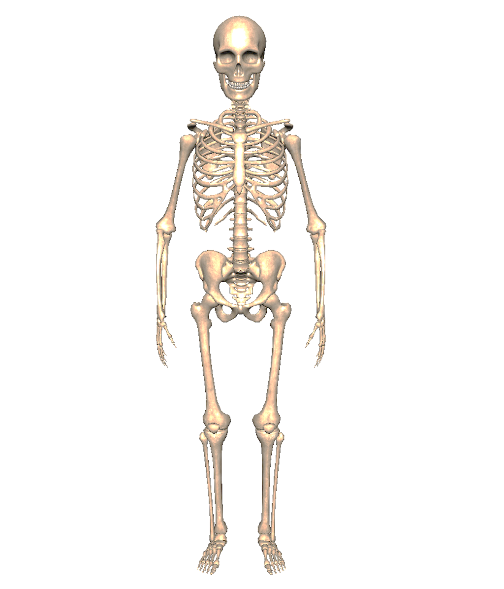 Картинка скелета человека
