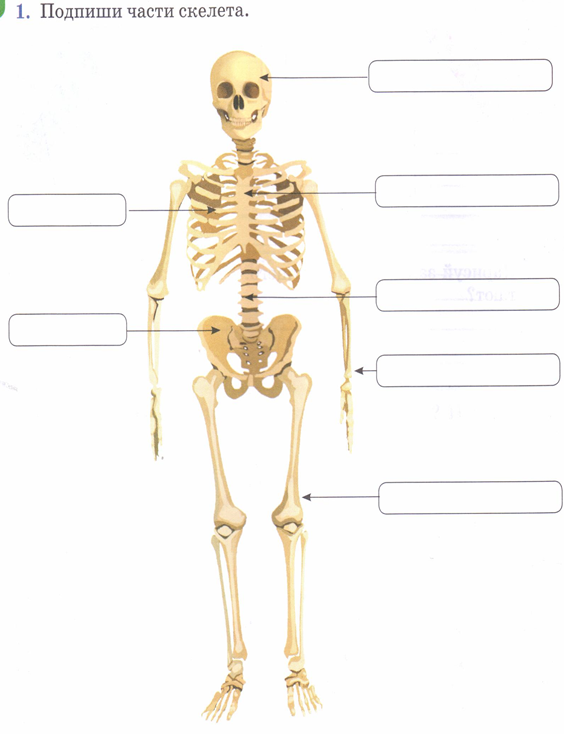 Подпишите названия костей скелета
