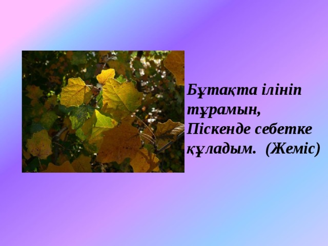 Бұтақта ілініп тұрамын,  Піскенде себетке құладым.  (Жеміс)