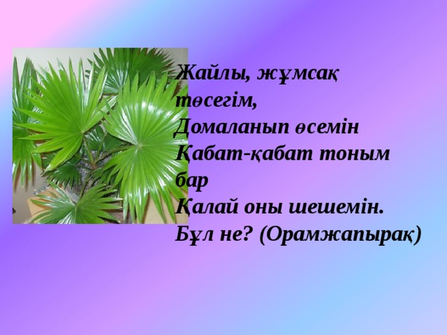 Жайлы, жұмсақ төсегім,  Домаланып өсемін  Қабат-қабат тоным бар  Қалай оны шешемін.  Бұл не? (Орамжапырақ)