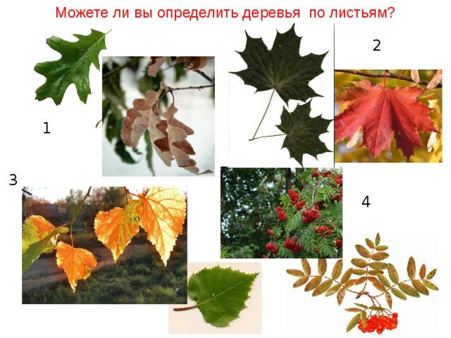 Можете ли вы определить деревья по листьям? 2 1 3 4