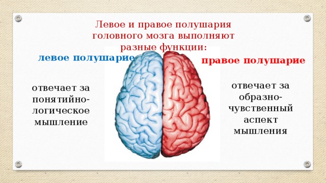 Левое и правое полушария головного мозга выполняют разные функции: левое полушарие правое полушарие отвечает за образно-чувственный аспект мышления отвечает за понятийно-логическое мышление