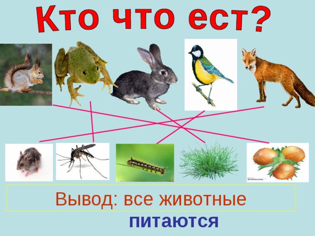 Вывод: все животные питаются